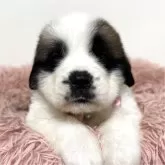 セントバーナード