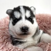 シベリアンハスキー