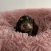 ミニチュアダックスフンド(ロング)【愛知県・女の子・2024年11月7日・チョコレート&タン】の写真1「体重1kg 12/23」