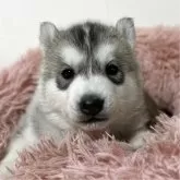 シベリアンハスキー