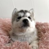 シベリアンハスキー