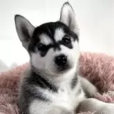 シベリアンハスキー