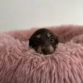 ミニチュアダックスフンド(ロング)【愛知県・女の子・2024年11月7日・チョコレート&タン】の写真2