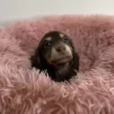 ミニチュアダックスフンド(ロング)【愛知県・女の子・2024年11月7日・チョコレート&タン】の写真3