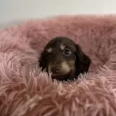 ミニチュアダックスフンド(ロング)【愛知県・女の子・2024年11月7日・チョコレート&タン】の写真5