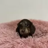 ミニチュアダックスフンド(ロング)【愛知県・女の子・2024年11月7日・チョコレート&タン】の写真7