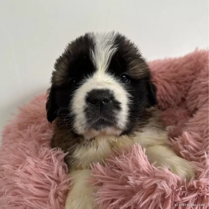 ID:2403-05341の子犬
