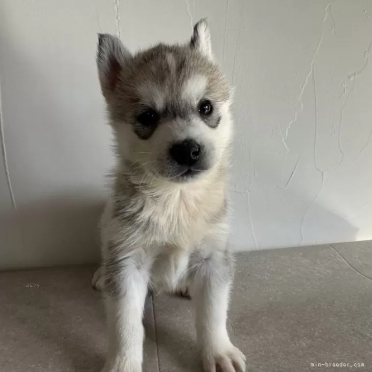 ID：2311-03467の子犬