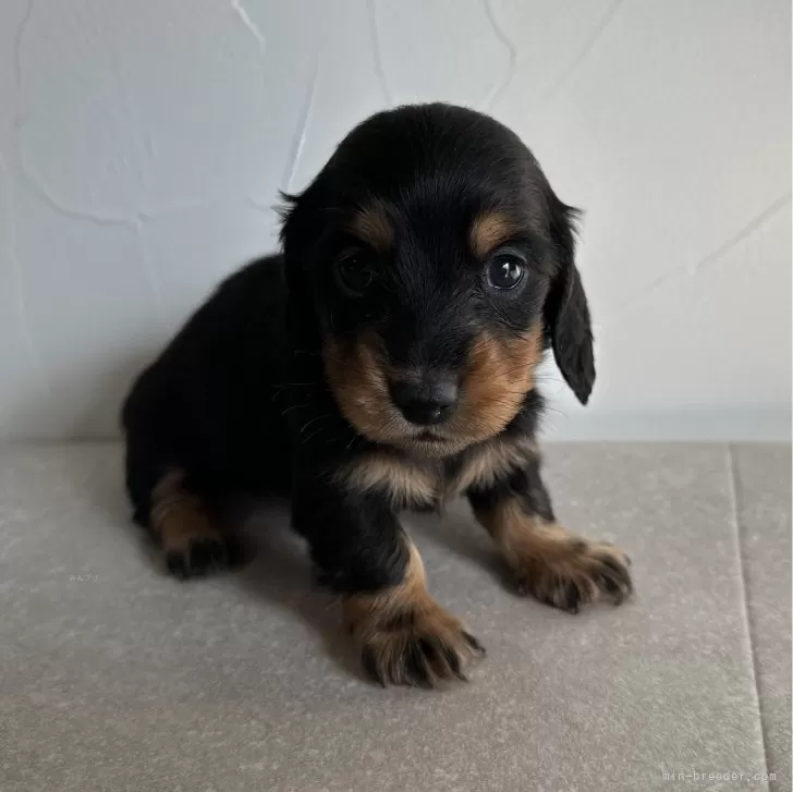 ID：2312-03098の子犬