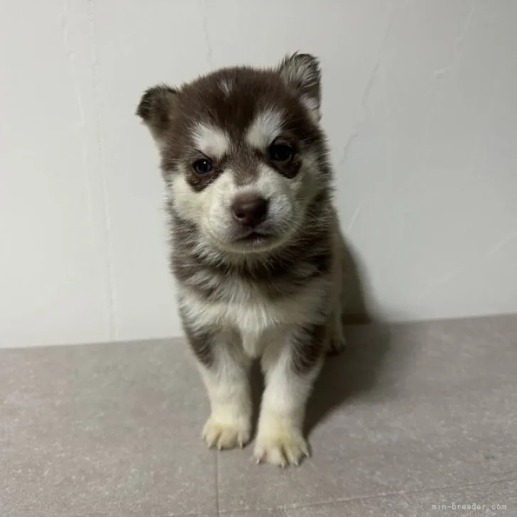 ID：2311-03463の子犬
