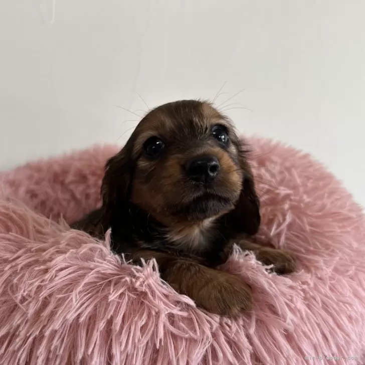 ID：2410-03641の子犬