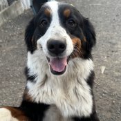 バーニーズ・マウンテン・ドッグ【・女の子・2023年6月6日・ブラックラストホワイト】