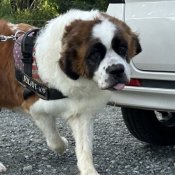 セントバーナード【・女の子・2020年5月19日・ブラウンホワイト】