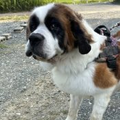 セントバーナード【・女の子・2020年5月19日・ブラウンホワイト】