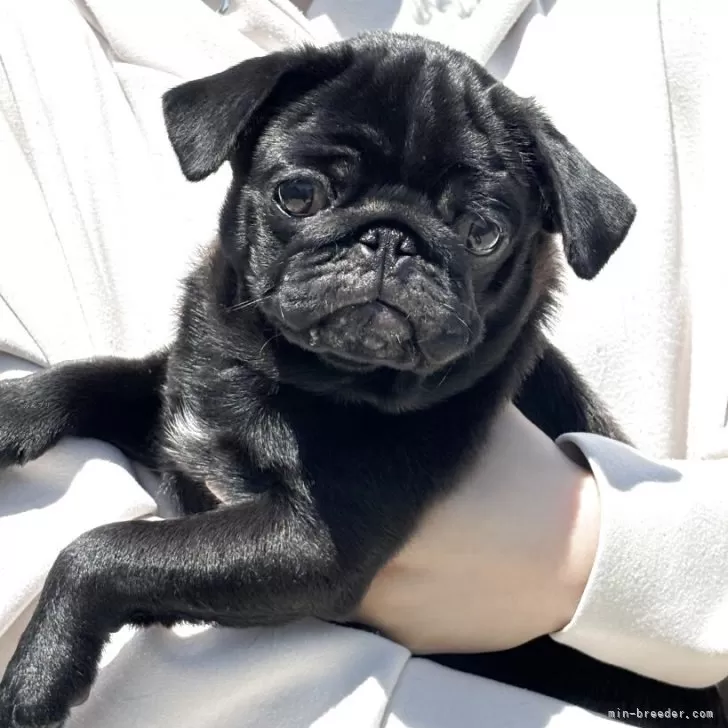 ID：2505-06678の子犬