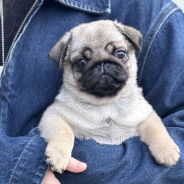 パグ【福岡県・女の子・2025年9月3日・フォーン】の写真「元気いっぱいな女の子です！むっちりコロコロです🎵」