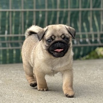 パグ【福岡県・女の子・2025年9月3日・フォーン】の写真「元気いっぱいな女の子です！むっちりコロコロです🎵」