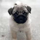 パグ【福岡県・女の子・2025年9月3日・フォーン】の写真1