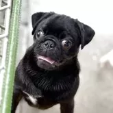パグ