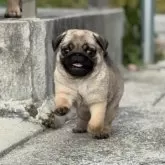 パグ【福岡県・女の子・2025年9月3日・フォーン】の写真5