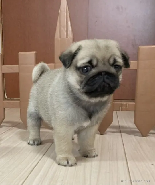 ID:2105-00440の子犬