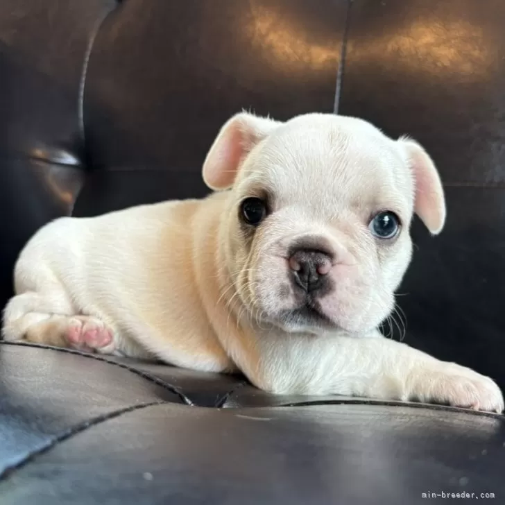 ID:2410-05694の子犬