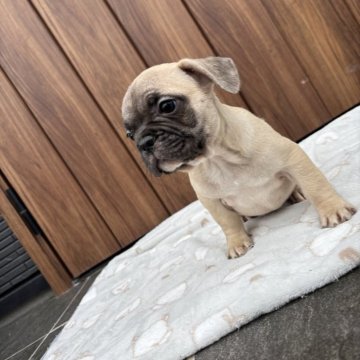 フレンチブルドッグ【京都府・男の子・2025年9月29日・フォーン】の写真「可愛いお顔のフォーンちゃん♪♪」