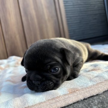 フレンチブルドッグ【京都府・男の子・2025年11月17日・ブリンドル】の写真「綺麗な毛色のブリンドルちゃん♪」