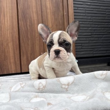 フレンチブルドッグ【京都府・女の子・2025年9月29日・フォーンパイド】の写真「可愛いお顔のフォーンパイドちゃん♪♪」