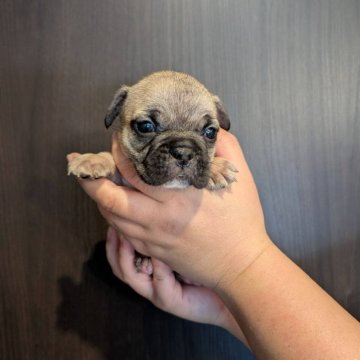 フレンチブルドッグ【京都府・男の子・2025年9月29日・フォーン】の写真「可愛いお顔のフォーンちゃん♪♪」