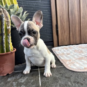 フレンチブルドッグ【京都府・女の子・2025年9月29日・フォーンパイド】の写真「可愛いお顔のフォーンパイドちゃん♪♪」