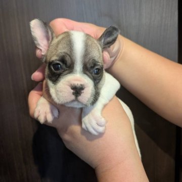 フレンチブルドッグ【京都府・女の子・2025年9月29日・フォーンパイド】の写真「可愛いお顔のフォーンパイドちゃん♪♪」