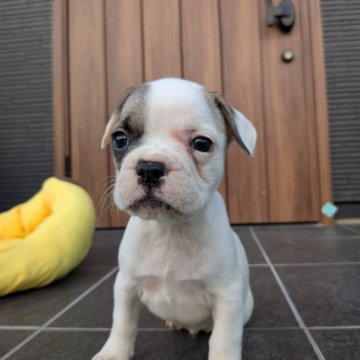 フレンチブルドッグ【京都府・男の子・2025年9月29日・フォーンパイド】の写真「片パンチフォーンパイドちゃん♪」