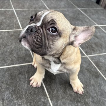 フレンチブルドッグ【京都府・男の子・2025年7月21日・フォーン】の写真「可愛いお顔のフォーンちゃん♪♪」