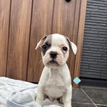 フレンチブルドッグ【京都府・男の子・2025年9月29日・フォーンパイド】の写真「片パンチフォーンパイドちゃん♪♪」