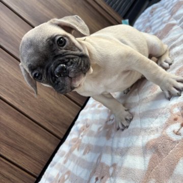 フレンチブルドッグ【京都府・男の子・2025年9月29日・フォーン】の写真「可愛いお顔のフォーンちゃん♪♪」