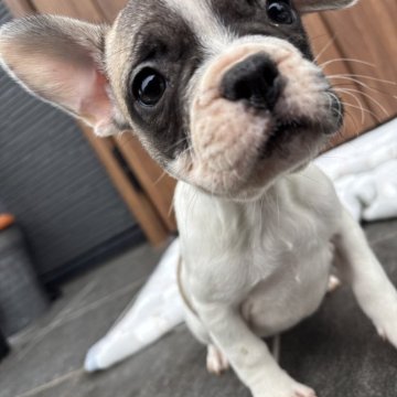 フレンチブルドッグ【京都府・女の子・2025年9月29日・フォーンパイド】の写真「可愛いお顔のフォーンパイドちゃん♪♪」