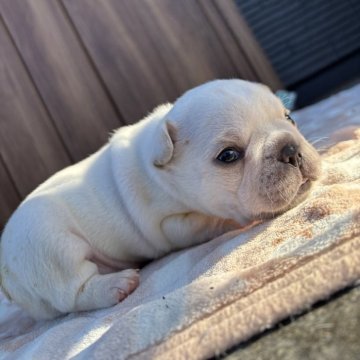 フレンチブルドッグ【京都府・男の子・2025年11月17日・クリーム】の写真「可愛いお顔のクリームちゃん♪」