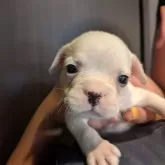 フレンチブルドッグ