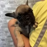 フレンチブルドッグ