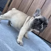 フレンチブルドッグ