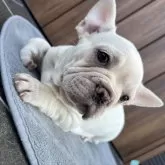 フレンチブルドッグ
