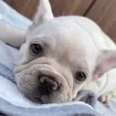 フレンチブルドッグ
