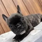 フレンチブルドッグ