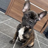 フレンチブルドッグ