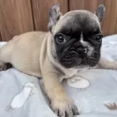 フレンチブルドッグ