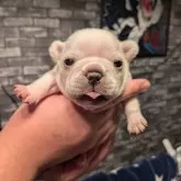 フレンチブルドッグ