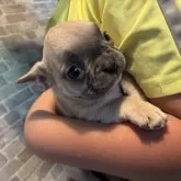 フレンチブルドッグ