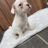 フレンチブルドッグ