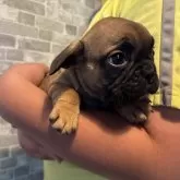 フレンチブルドッグ